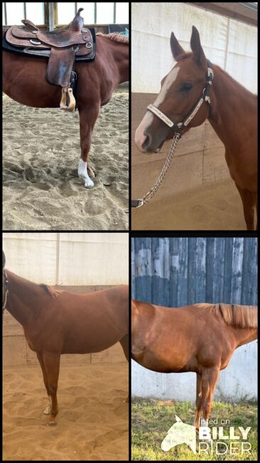 Top QH Nachwuchsstute vom Allround Vererber Unxpected, Kerstin Rehbehn (Pferdemarketing Ost), Konie na sprzedaż, Nienburg, Image 15