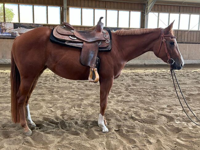 Top QH Nachwuchsstute vom Allround Vererber Unxpected, Kerstin Rehbehn (Pferdemarketing Ost), Konie na sprzedaż, Nienburg, Image 12