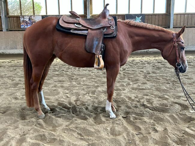 Top QH Nachwuchsstute vom Allround Vererber Unxpected, Kerstin Rehbehn (Pferdemarketing Ost), Konie na sprzedaż, Nienburg