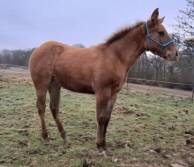 Top Nachwuchsstute mit einzigartigen Cutting-Pedigree in Europa, Kerstin Rehbehn (Pferdemarketing Ost), Konie na sprzedaż, Nienburg