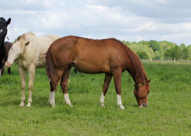 Top Nachwuchs von ARC Gunnabeabigstar, Kerstin Rehbehn (Pferdemarketing Ost), Konie na sprzedaż, Nienburg, Image 6