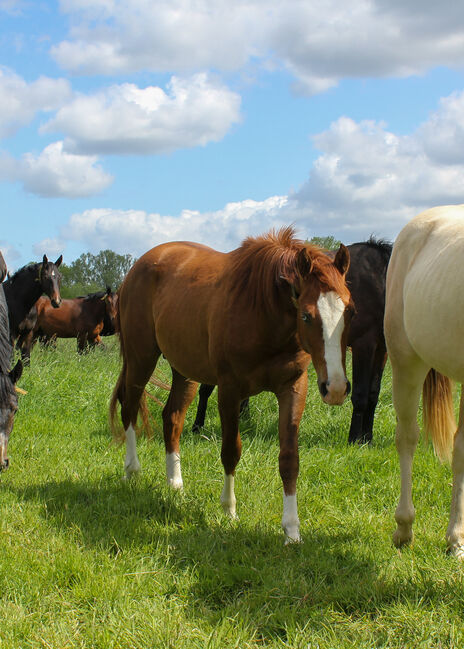Top Nachwuchs von ARC Gunnabeabigstar, Kerstin Rehbehn (Pferdemarketing Ost), Konie na sprzedaż, Nienburg, Image 7