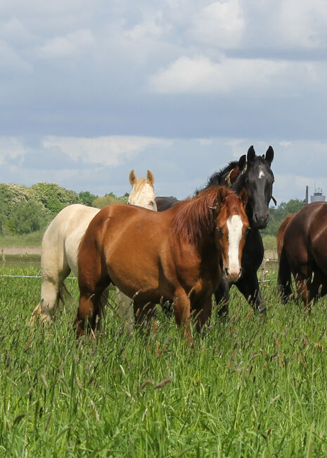 Top Nachwuchs von ARC Gunnabeabigstar, Kerstin Rehbehn (Pferdemarketing Ost), Konie na sprzedaż, Nienburg, Image 14