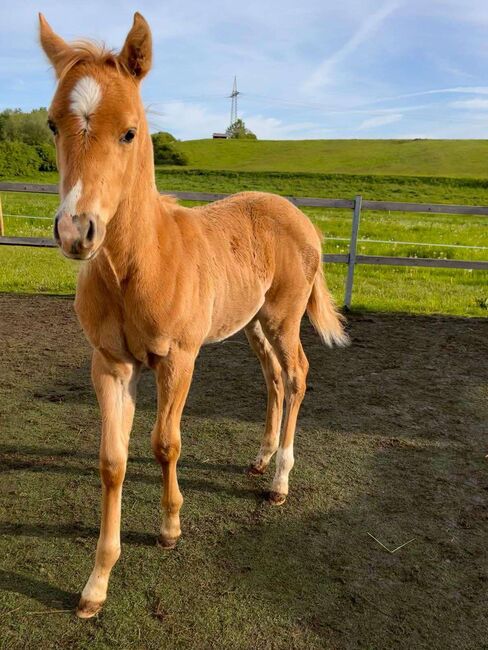 Top gezogener, palominofarbener Quarter Horse Hengst, Kerstin Rehbehn (Pferdemarketing Ost), Konie na sprzedaż, Nienburg, Image 5