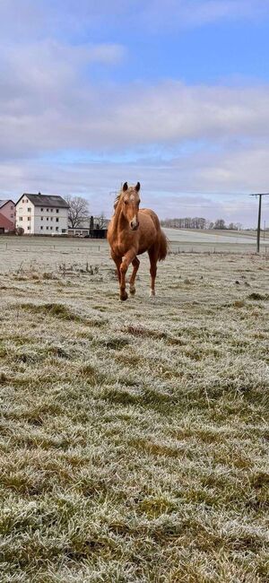 Top gezogener, palominofarbener Quarter Horse Hengst, Kerstin Rehbehn (Pferdemarketing Ost), Konie na sprzedaż, Nienburg, Image 10