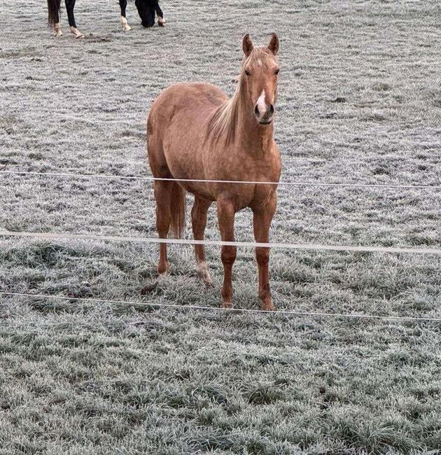 Top gezogener, palominofarbener Quarter Horse Hengst, Kerstin Rehbehn (Pferdemarketing Ost), Konie na sprzedaż, Nienburg, Image 3