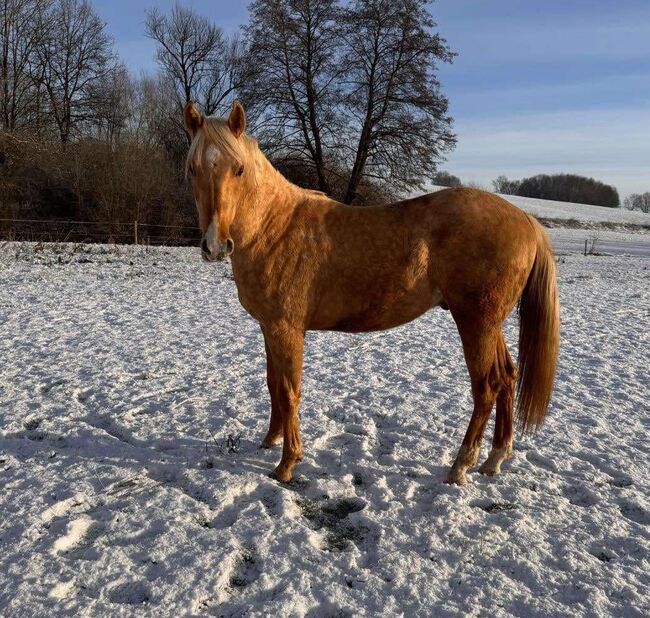 Top gezogener, palominofarbener Quarter Horse Hengst, Kerstin Rehbehn (Pferdemarketing Ost), Konie na sprzedaż, Nienburg, Image 7