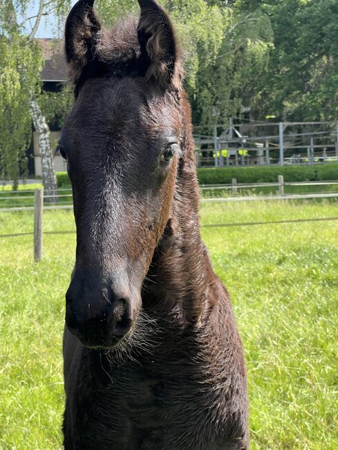 Prämierter Jährling Hengst KFPS, Susan Schächtele, Konie na sprzedaż, Alzenau, Image 6