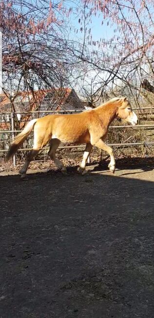Mein Name ist Whisper und suche ein neues liebevolles zu Hause, Sophia, Horses For Sale, Schaan 