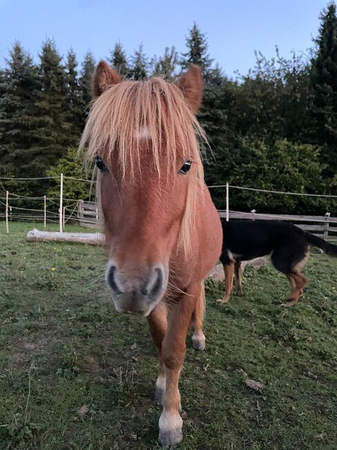 Nano - süßer Shetlandpony Jährling mit großem Herz, Kerstin Rehbehn (Pferdemarketing Ost), Konie na sprzedaż, Nienburg, Image 3