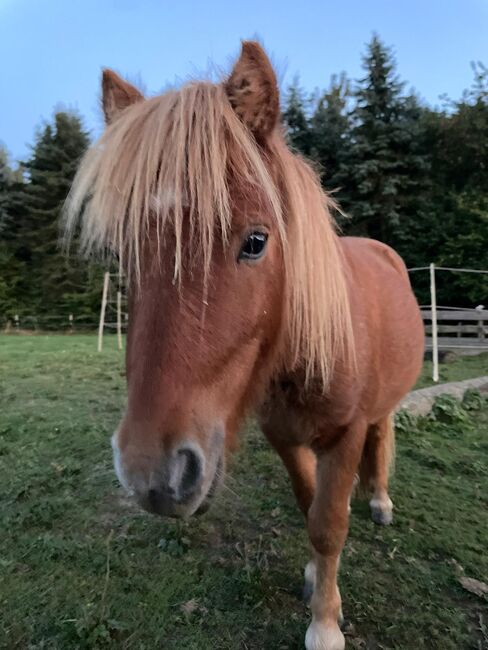 Nano - süßer Shetlandpony Jährling mit großem Herz, Kerstin Rehbehn (Pferdemarketing Ost), Horses For Sale, Nienburg, Image 5