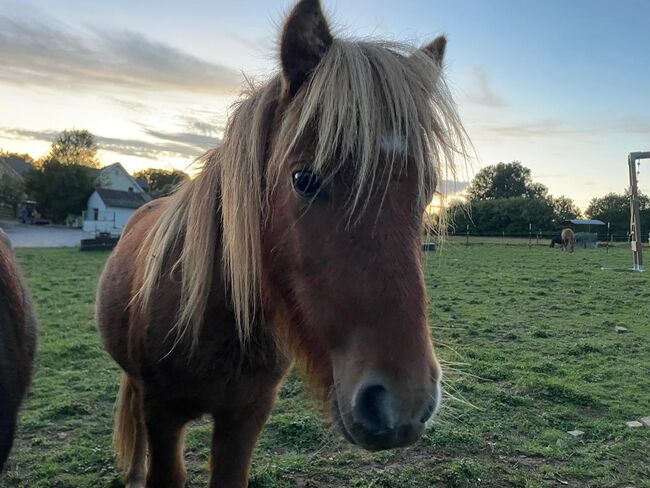 Nano - süßer Shetlandpony Jährling mit großem Herz, Kerstin Rehbehn (Pferdemarketing Ost), Horses For Sale, Nienburg, Image 4