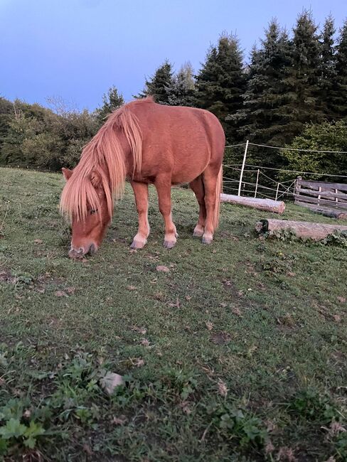 Nano - süßer Shetlandpony Jährling mit großem Herz, Kerstin Rehbehn (Pferdemarketing Ost), Pferd kaufen, Nienburg, Abbildung 2