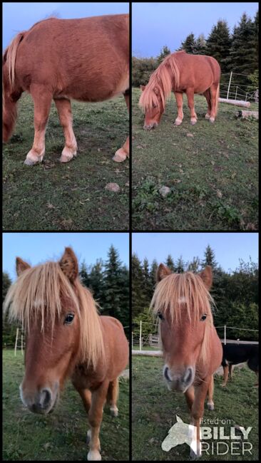 Nano - süßer Shetlandpony Jährling mit großem Herz, Kerstin Rehbehn (Pferdemarketing Ost), Pferd kaufen, Nienburg, Abbildung 6