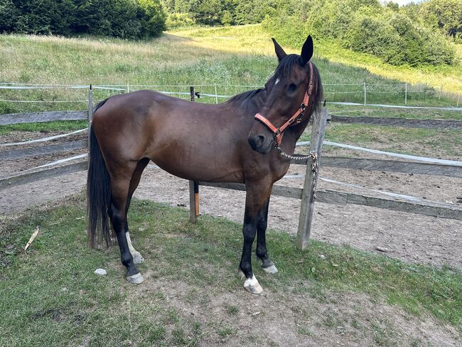 Naomi sucht einen Platz als Beistellpferd, Lena-Marie, Horses For Sale, Klagenfurt-Viktring, Image 2