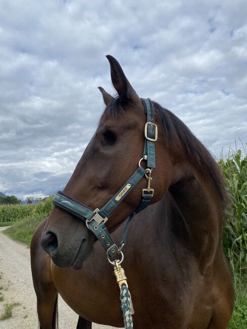 Naomi sucht einen Platz als Beistellpferd, Lena-Marie, Horses For Sale, Klagenfurt-Viktring, Image 4