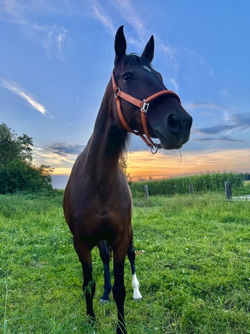 Naomi sucht einen Platz als Beistellpferd, Lena-Marie, Horses For Sale, Klagenfurt-Viktring, Image 5