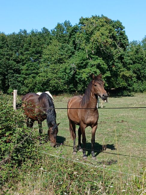 Naori de Carvallin, Charlotte Bousquet, Pferd kaufen, Segré