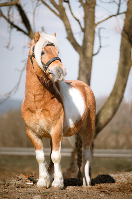🐴 Unser süßes Pony Socki sucht ein neues Zuhause 🏡, Reitstall Altenfelden (Reitstall Altenfelden), Konie na sprzedaż, Altenfelden