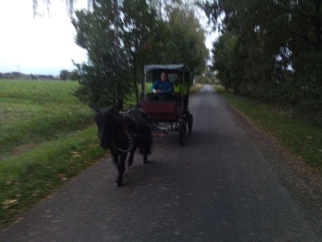 sofort fahrbereite Kutsche mit Dach zu verkaufen (Shettlander/Pony), Familie, Powozy konne, Rahden, Image 3