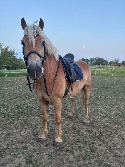 Navaro Airlines S sucht flott sein Herzenszuhause!, Elena Legl-Perzi, Horses For Sale, Großtaxen