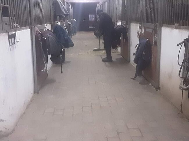 need job for stables, Leenu , Poszukiwanie Pracy, Tallinn, Image 4