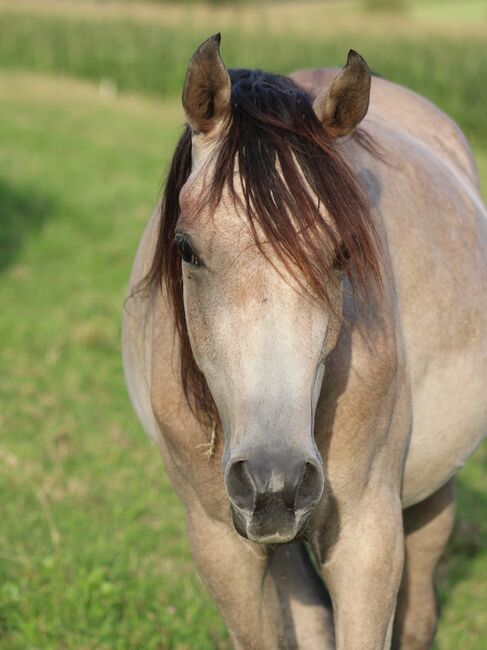 NEPOMUKH, Vollblutaraberwallach *2020 rein russisch, Anna Wilflingseder, Horses For Sale, Weibern