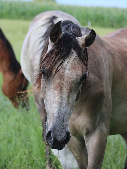 NEPOMUKH, Vollblutaraberwallach *2020 rein russisch, Anna Wilflingseder, Horses For Sale, Weibern, Image 3