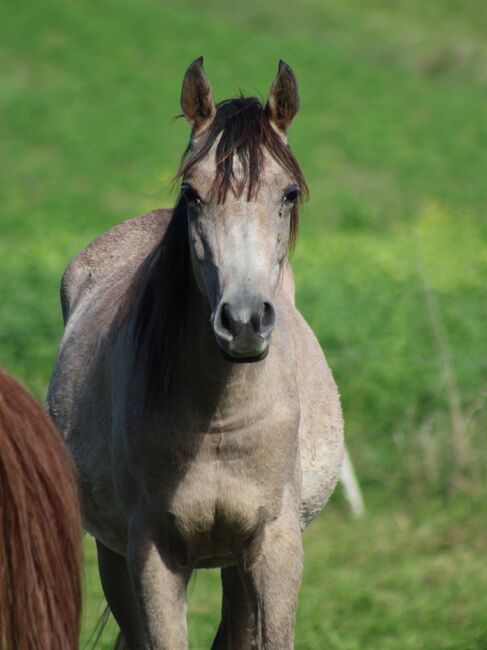 NEPOMUKH, Vollblutaraberwallach *2020 rein russisch, Anna Wilflingseder, Horses For Sale, Weibern, Image 5