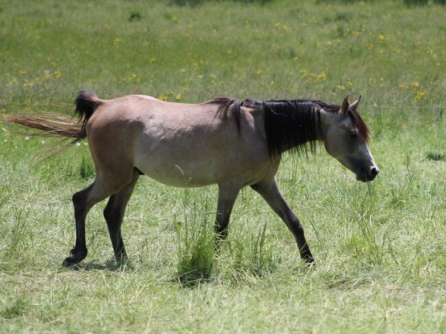 NEPOMUKH, Vollblutaraberwallach *2020 rein russisch, Anna Wilflingseder, Horses For Sale, Weibern, Image 7