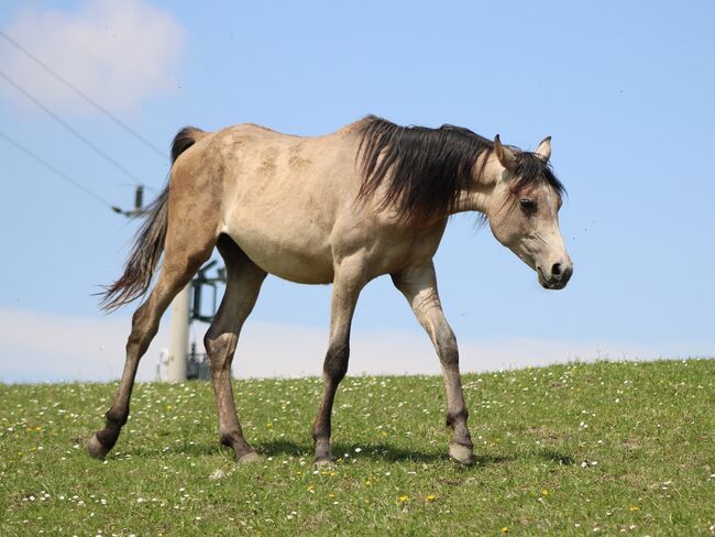 NEPOMUKH, Vollblutaraberwallach *2020 rein russisch, Anna Wilflingseder, Konie na sprzedaż, Weibern, Image 2