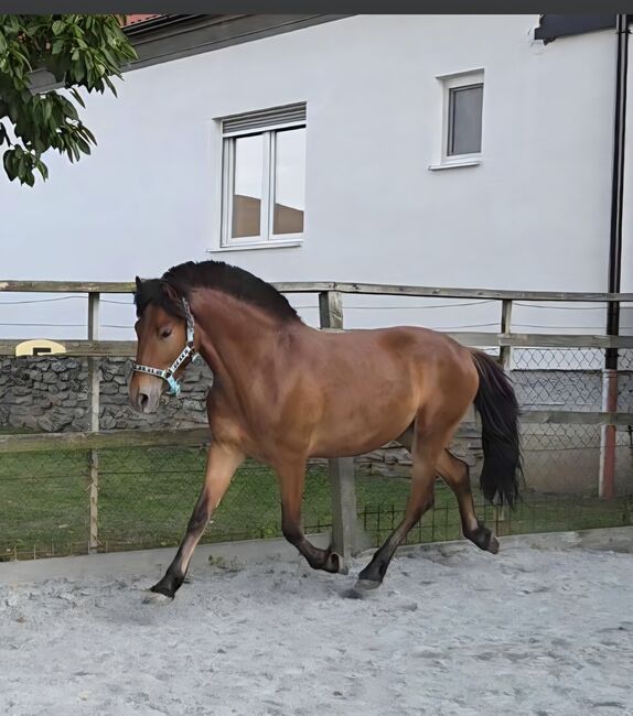 Nervenstarker junger Ponywallach!, Barbara Granig, Pferd kaufen, Unterwart, Abbildung 9
