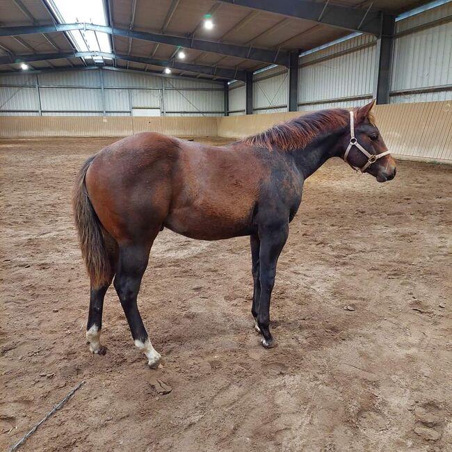 nervenstarker Quarter Horse Hengst von Born To Be Blazing, Kerstin Rehbehn (Pferdemarketing Ost), Pferd kaufen, Nienburg