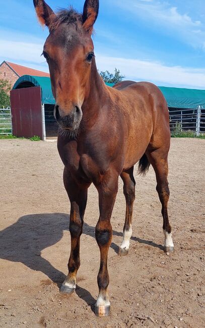 nervenstarker Quarter Horse Hengst von Born To Be Blazing, Kerstin Rehbehn (Pferdemarketing Ost), Pferd kaufen, Nienburg, Abbildung 5