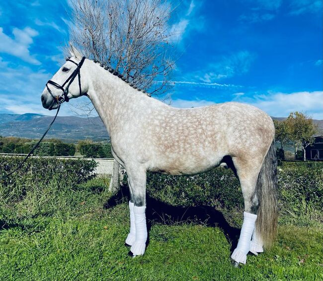 Nervenstarker Traum PRE Wallach, ISPA - Iberische Sportpferde Agentur (ISPA - Iberische Sportpferde Agentur), Horses For Sale, Bedburg, Image 4