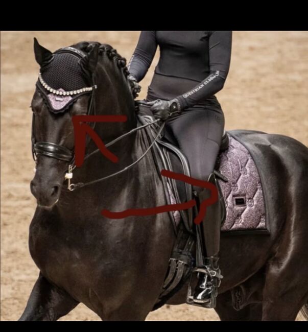 NEU OVP Equestrian Stockholm Set Purple Glimmer Schabracke Haube, Equestrian Stockholm Purple Glimmer, Leon, Schabracken, Nürnberg 