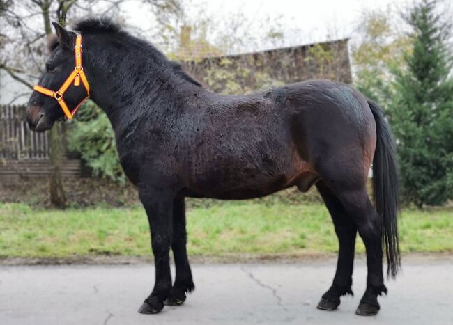 Neues zu Hause, Nagy Horses , Pferd kaufen, Mezőberény , Abbildung 2