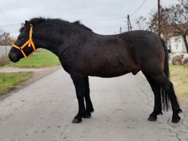 Neues zu Hause, Nagy Horses , Pferd kaufen, Mezőberény , Abbildung 4