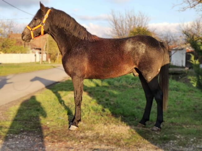 Neues zu Hause, Nagy Horses , Pferd kaufen, Mezőberény , Abbildung 2