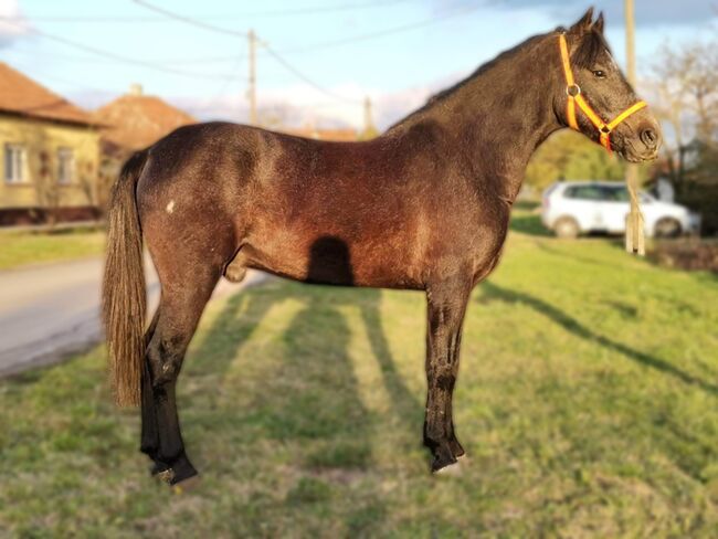 Neues zu Hause, Nagy Horses , Pferd kaufen, Mezőberény , Abbildung 3