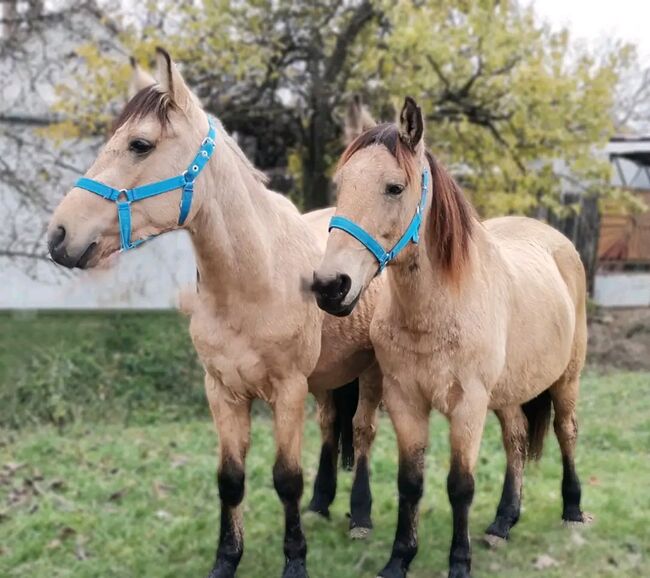 Neues zu Hause, Nagy Horses , Pferd kaufen, Mezőberény 