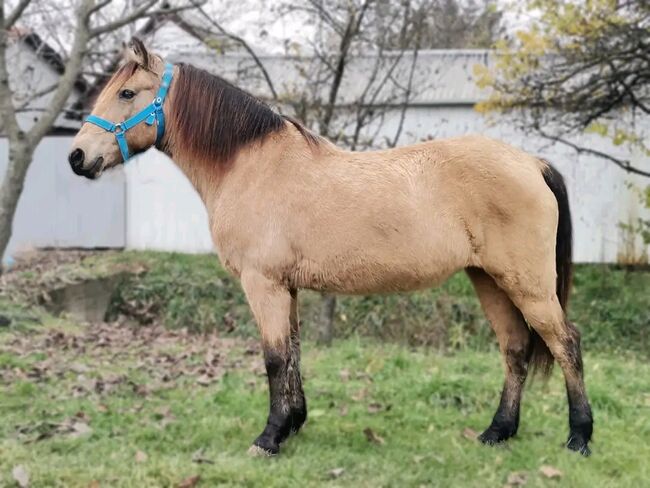 Neues zu Hause, Nagy Horses , Pferd kaufen, Mezőberény , Abbildung 5