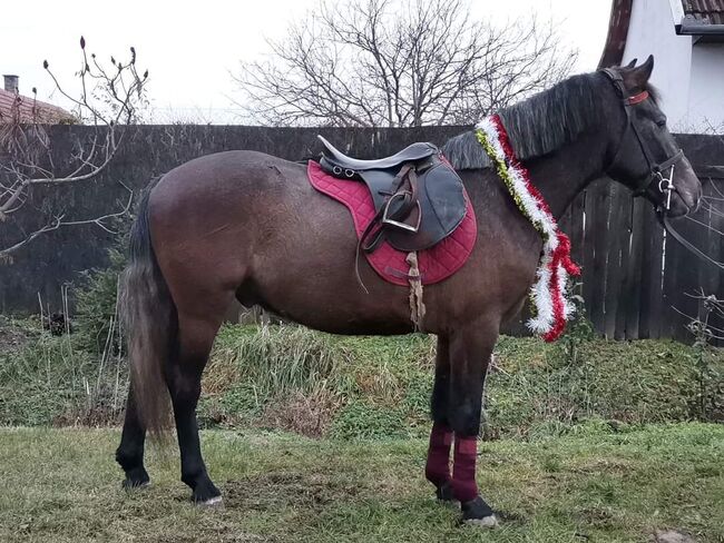 Neues zu Hause, Nagy Horses , Pferd kaufen, Mezőberény , Abbildung 2