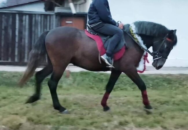 Neues zu Hause, Nagy Horses , Pferd kaufen, Mezőberény , Abbildung 3