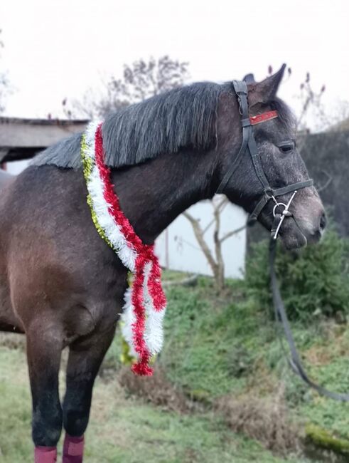 Neues zu Hause, Nagy Horses , Pferd kaufen, Mezőberény , Abbildung 4