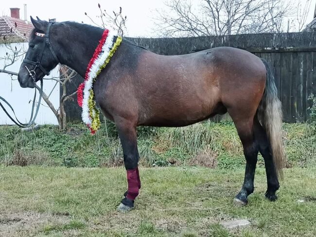 Neues zu Hause, Nagy Horses , Pferd kaufen, Mezőberény , Abbildung 5