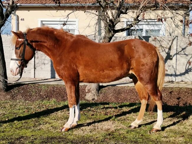 Neues zu Hause, Nagy Horses , Pferd kaufen, Mezőberény , Abbildung 2