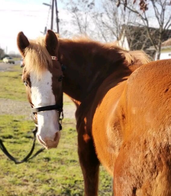 Neues zu Hause, Nagy Horses , Pferd kaufen, Mezőberény , Abbildung 3