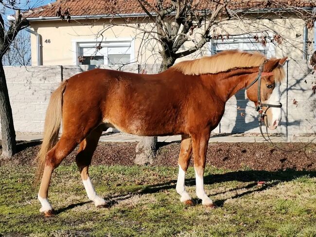 Neues zu Hause, Nagy Horses , Pferd kaufen, Mezőberény 