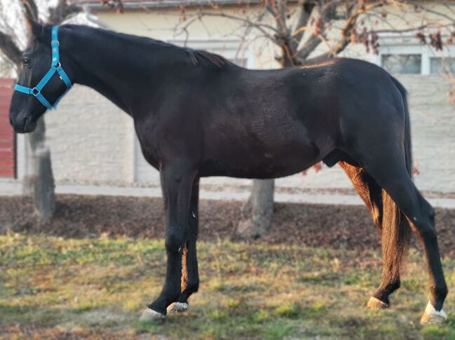 Neues Zuhause, Nagy Horses , Pferd kaufen, Mezőberény , Abbildung 3